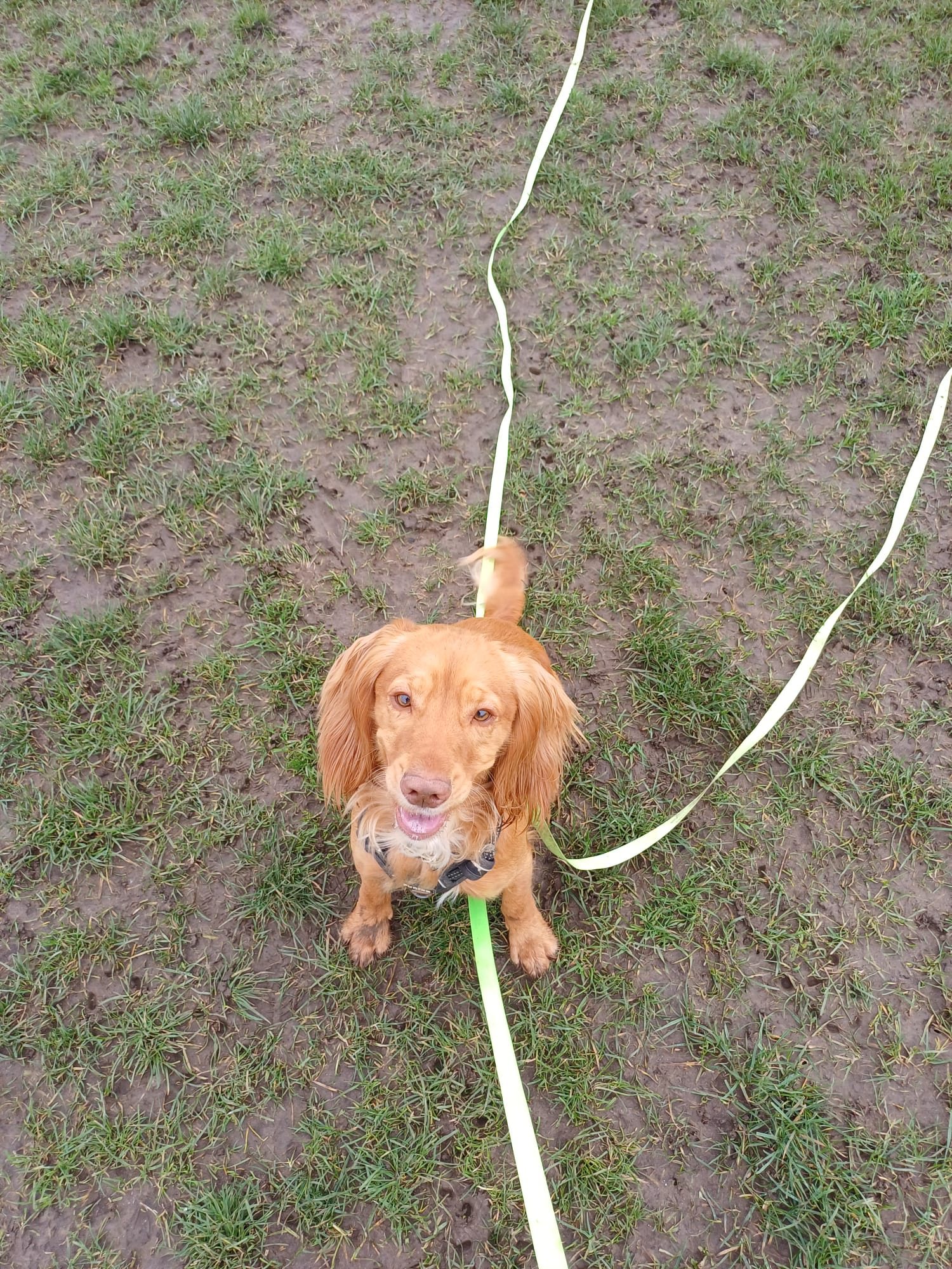 A golden cocker spaniel on a long line looking up at the camera
