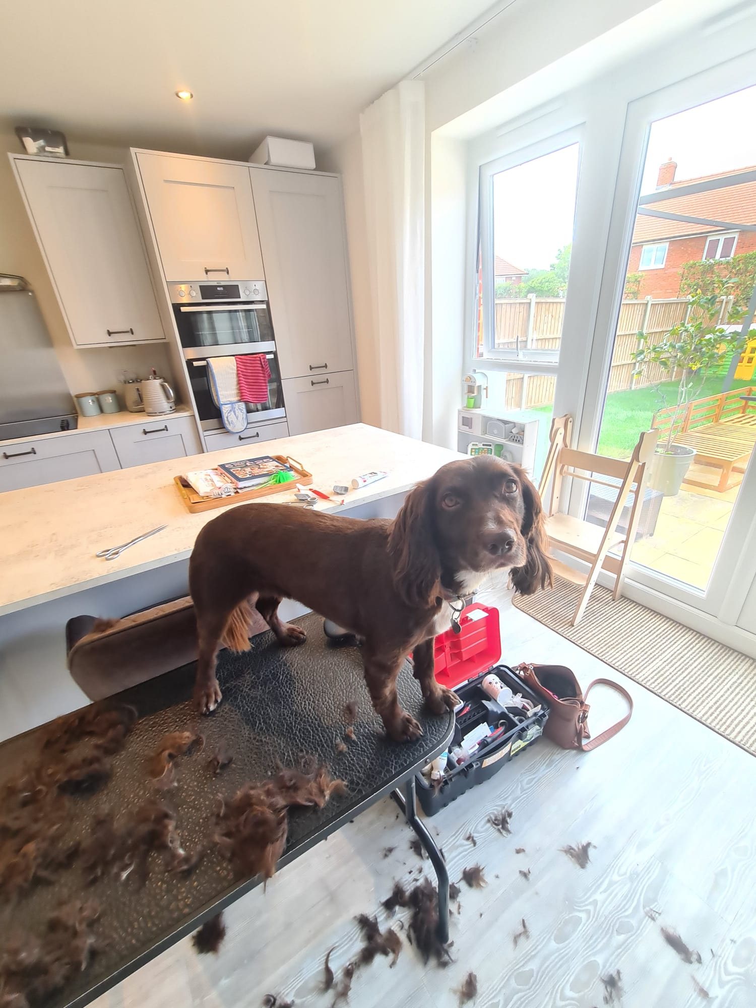A freshly groomed brown spaniel standing on a grooming table