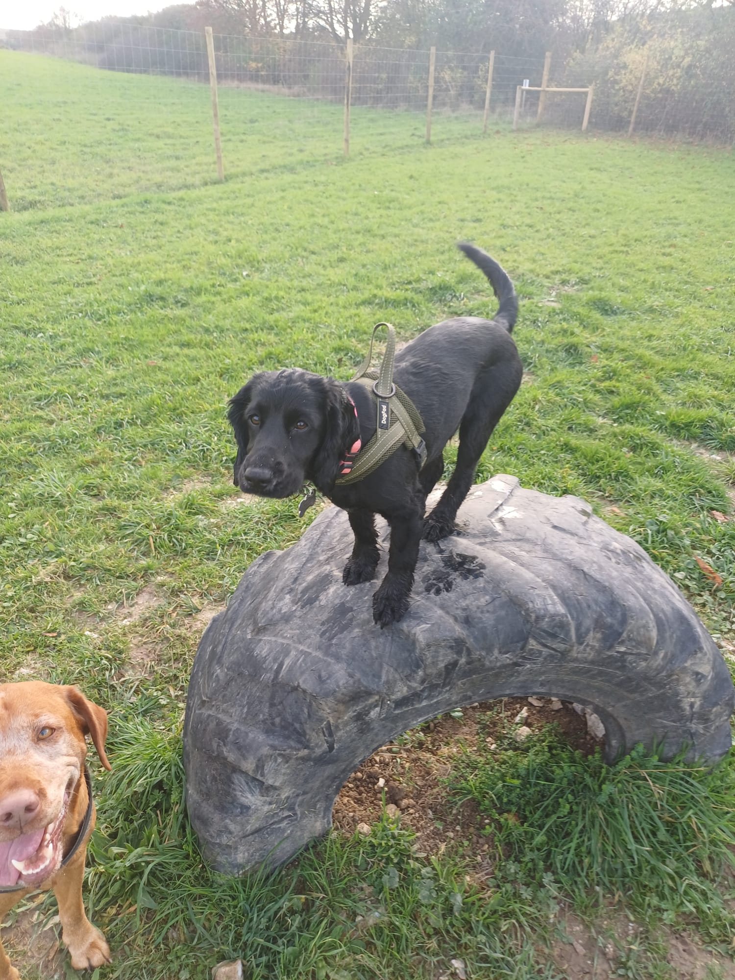 A black spaniel puppy in a harness standing on a tyre in a field
